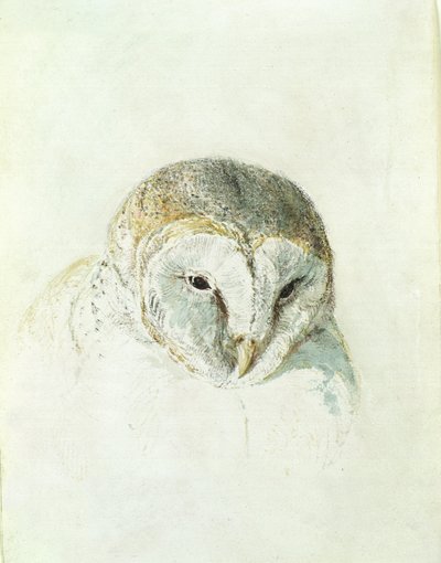 White Barn Owl, fra The Farnley Book of Birds, ca. 1816 (blyant og akvarel på papir) af Joseph Mallord William Turner