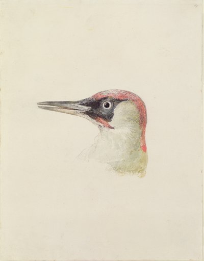 Spætte, fra The Farnley Book of Birds, ca. 1816 (blyant og akvarel på papir) af Joseph Mallord William Turner