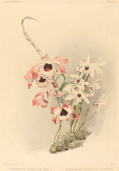 Dendrobium Hybridium Venus og Dendrobium Hybridium Cassiope. af Joseph Mansell