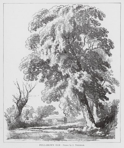 Fuldvoksen elm (litografi) af Joseph Needham