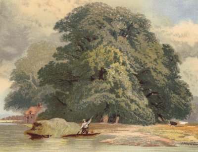 Gruppe af elme ved Themsen (farvelitografi) af Joseph Needham