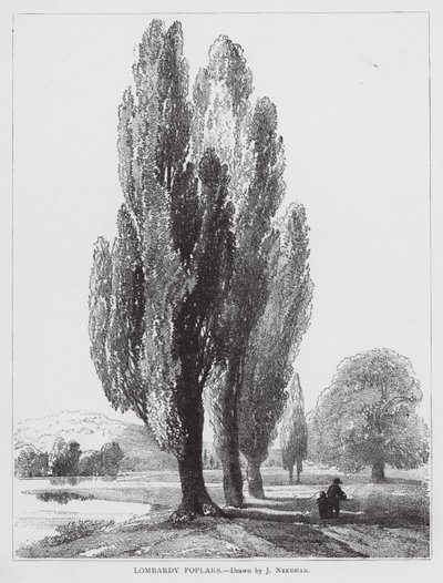 Lombardiske popler (litho) af Joseph Needham
