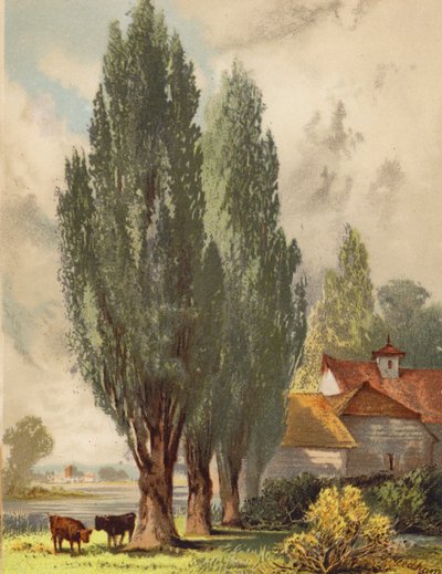 Lombardiske popler, engelsk scene (farvelitografi) af Joseph Needham