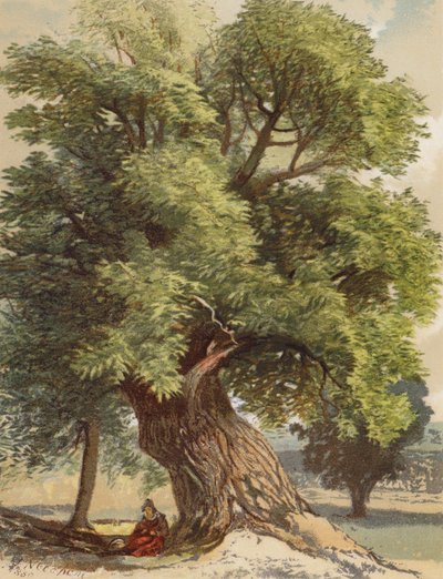 Gammel kastanje (farvelitografi) af Joseph Needham