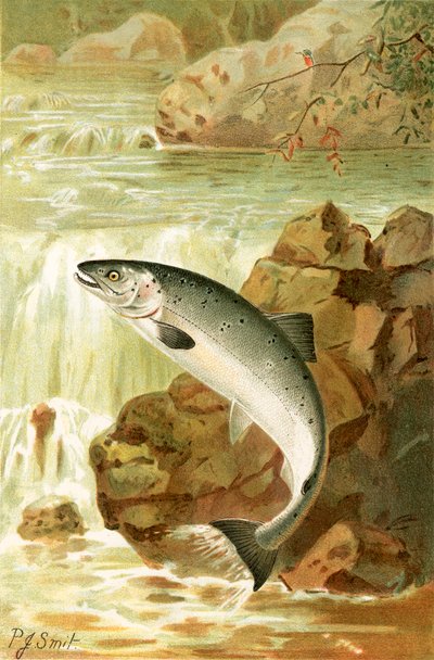 Et laksespring af Joseph Smit