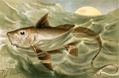 Chimaera af Joseph Smit