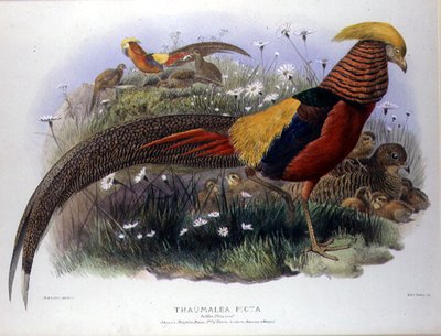Thaumalea picta (Guldfasan) indgraveret af M. & N. Hanhart af Joseph and Smit J. Wolf