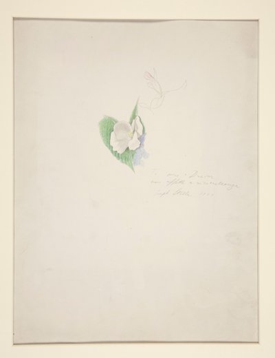 Blomst af Joseph Stella