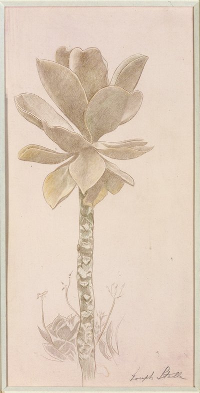 Studie af blomster af Joseph Stella