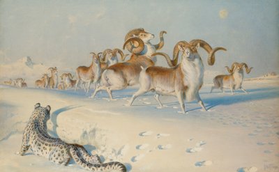 En sneleopard, der forfølger Ovis Poli, af Joseph Wolf