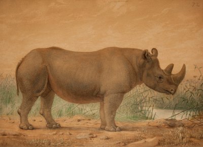 Afrikansk næsehorn af Joseph Wolf