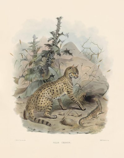  af Joseph Wolf