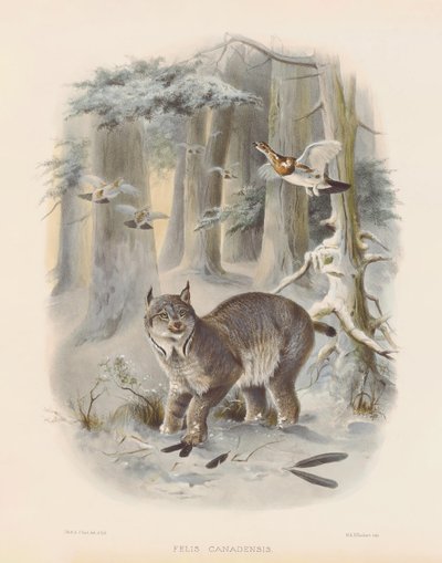  af Joseph Wolf