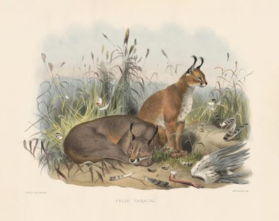  af Joseph Wolf