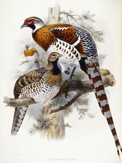 Elliots Fasan, 1865 af Joseph Wolf
