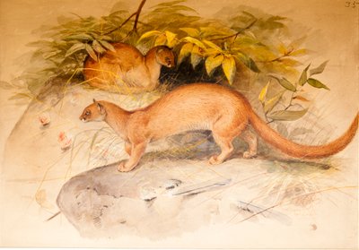 Øre af Joseph Wolf