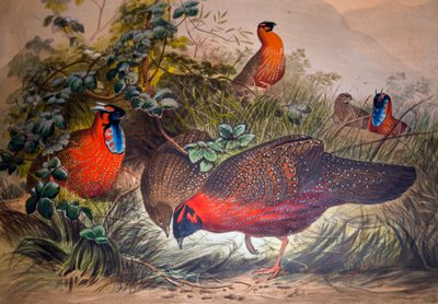 Hornet tragopan, 1861 af Joseph Wolf