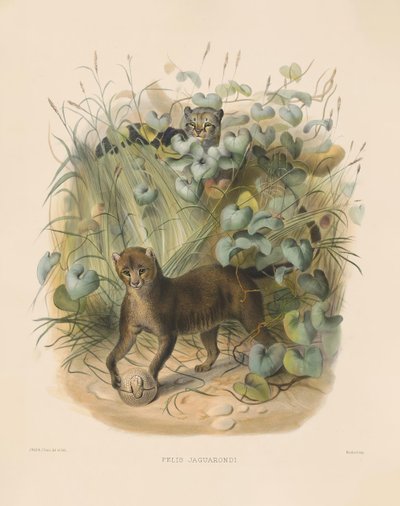  af Joseph Wolf