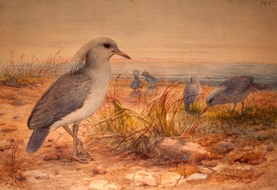 Kagu (Rhinochetus jubatus), ca. 1851-76 (wc og blyant på papir) af Joseph Wolf