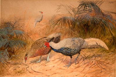 Lineated Kaleege (Euplpcamus lineatus), ca. 1851-76 (wc og blyant på papir) af Joseph Wolf