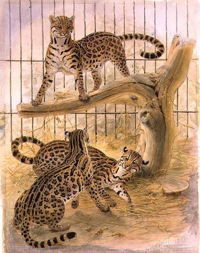 Ocelots i et bur af Joseph Wolf
