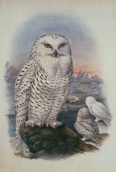 Sneugle, Nyctea Nivea (akvarel) af Joseph Wolf