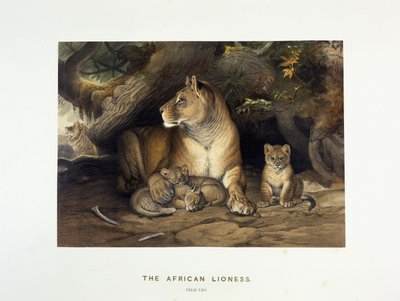 Den afrikanske løvinde, ca. 1880-1883 af Joseph Wolf