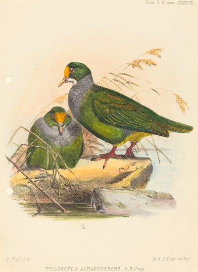 To fugle (Ptilonopus Auranthfrons) af Joseph Wolf