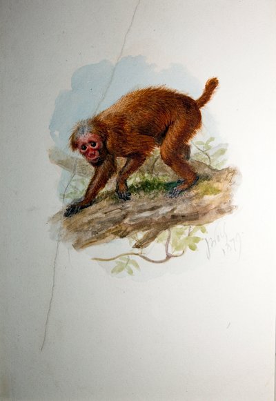 Uacari, ca. 1850 af Joseph Wolf