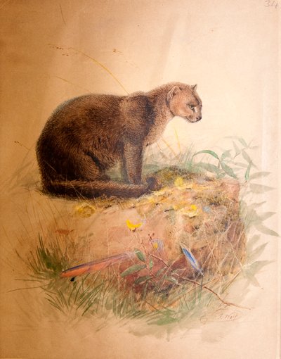 Yagurundi Cat, 1851-69 af Joseph Wolf