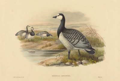 Bramgås (Bernicla Leucopsis) af Joseph Wolf and H.C. Richter