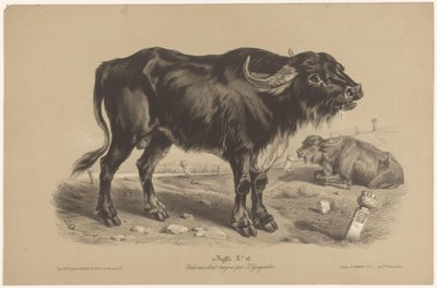 Bøffel Buffalo (titel på objekt) Dierenstudies in twee soorten krijt (serietitel) Studie med to blyanter af Z. Gengembre (serietitel) af Joseph Zephyris Gengembre