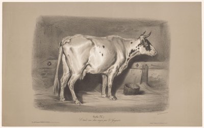 Ko i en stald Vache (titel på objekt) Dyreundersøgelser i to typer kridt (serietitel) Etude aux deux farveblyanter af Z. Gengembre (serietitel på objekt) af Joseph Zephyris Gengembre
