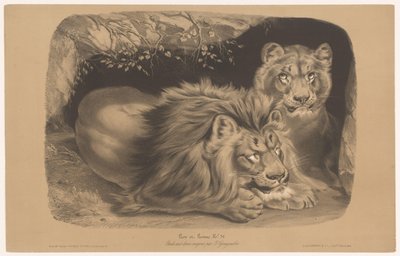 løve og løvinde Lion et Lionne (titel på objekt) Dyreundersøgelser i to typer kridt (serietitel) Etude aux deux farveblyanter af Z. Gengembre (serietitel på objekt) af Joseph Zephyris Gengembre