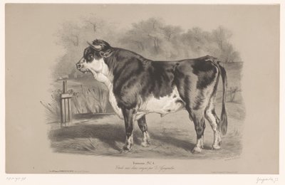 Tyr på en eng Taureau (titel på objekt) Dyreforsøg i to typer kridt (serietitel) Etude aux deux farveblyanter af Z. Gengembre (serietitel på objekt) af Joseph Zephyris Gengembre