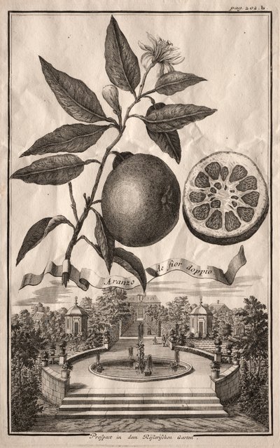 Nurnbergische Hesperides: Dobbelt Aranzo de fior, 1714. af Joseph de Montalegre
