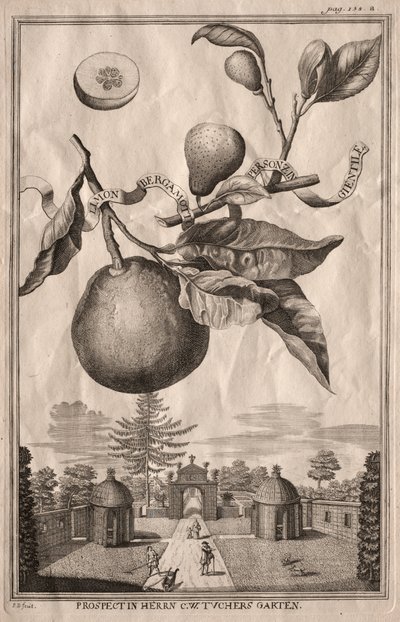 Nurnbergische Hesperides: Limon bergamot personzin gientile af Joseph de Montalegre