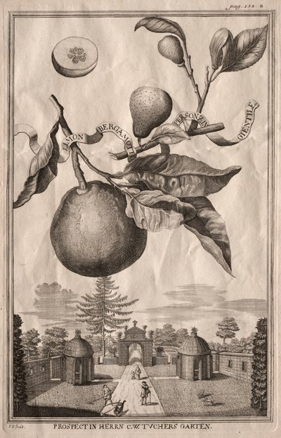 Nurnbergische Hesperides: Limon bergamot personzin gientile, 1714. af Joseph de Montalegre