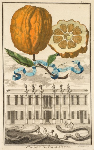 Nurnbergische Hesperides: nr. 185 - Sød stribet Aranzo. Palazzo del N. H. Fonte i Noventa af Joseph de Montalegre