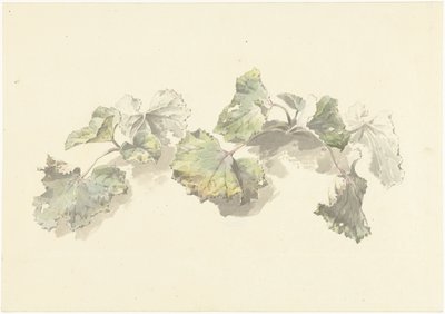 Undersøgelse af blade af Josephus Augustus Knip