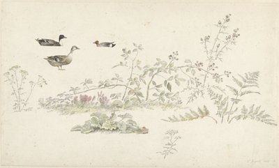 Studieark med planter og vandfugle af Josephus Augustus Knip