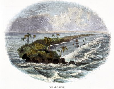 Koralrev, fra Phenomena of Nature, 1849 af Josiah Wood Whymper