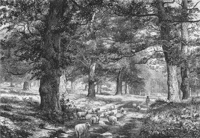 I Sherwood Forest, c1875. af Josiah Wood Whymper