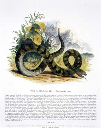 The Rattle-Snake (Crotalus horridus) pædagogisk illustrationspub. af Selskabet til Fremme af Kristendomskundskab af Josiah Wood Whymper