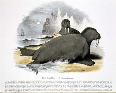 Valrossen (Trichecus rosmarus) - pædagogisk illustration udgivet af Society for Promoting Christian Knowledge af Josiah Wood Whymper
