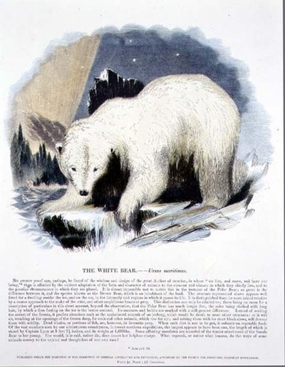 The White Bear (Ursus maritimus) pædagogisk illustration pub. af Selskabet til Fremme af Kristendomskundskab af Josiah Wood Whymper