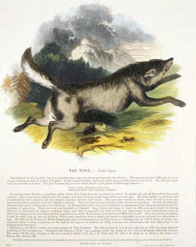 The Wolf (Canis lupus) pædagogisk illustration pub. af Society for Promoting Christian Knowledge, 1843 (akvatint) af Josiah Wood Whymper