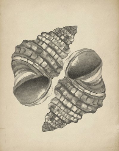 Detaljerede spiralskaller af Josie George