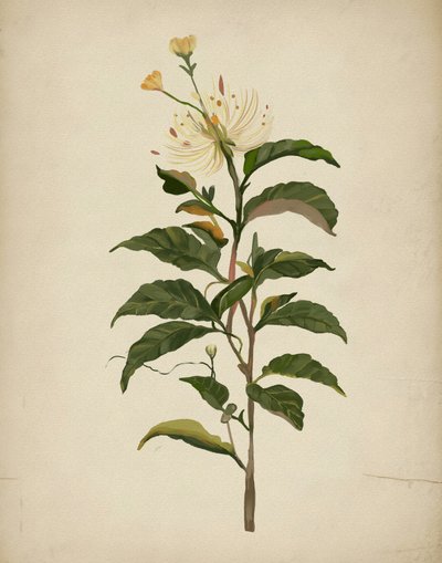 Elegant botanisk blomst af Josie George