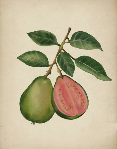 Frisk guava – botanisk af Josie George